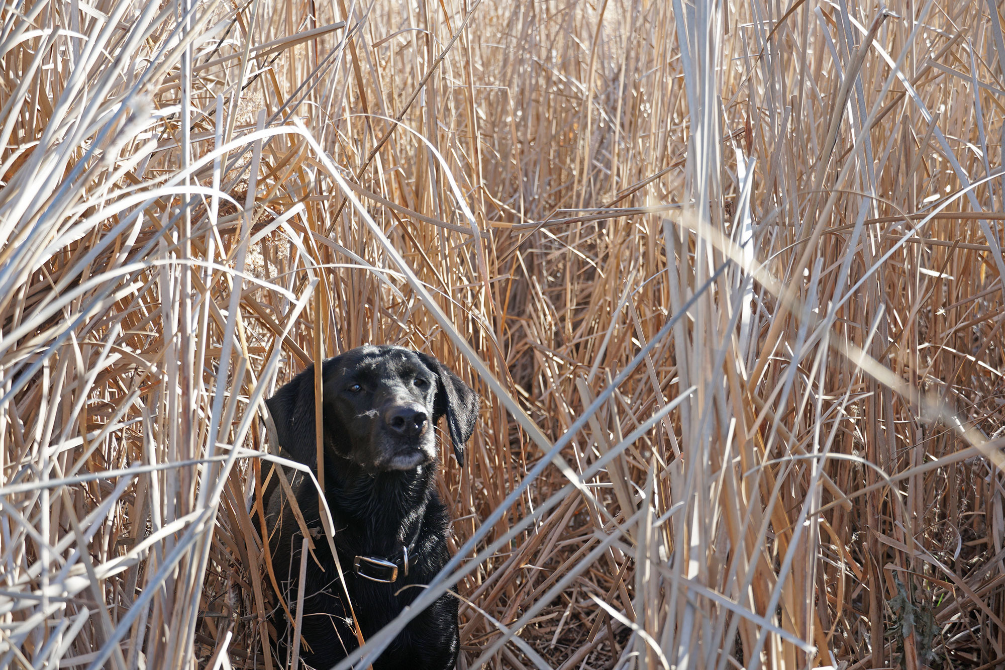black Labrador retriever in reeds