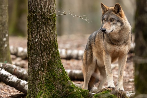 An Oregon Man Said He Was Attacked by a Wolf. Officials Say It Was a Dog