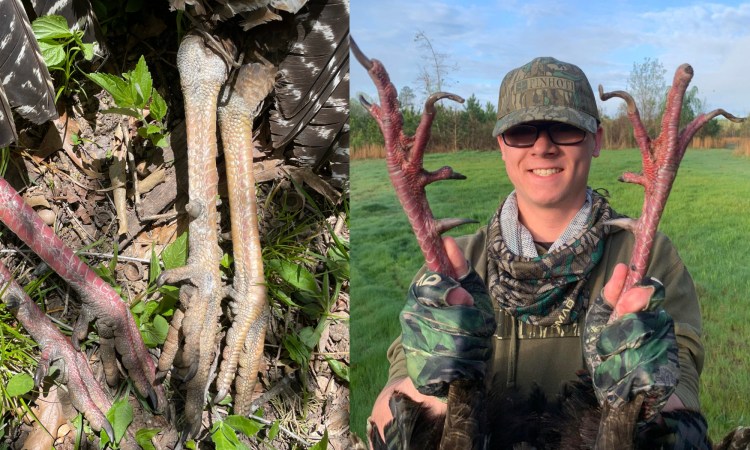 White Turkey Legs and Curly Toenails: What's Up With These Longbeards?