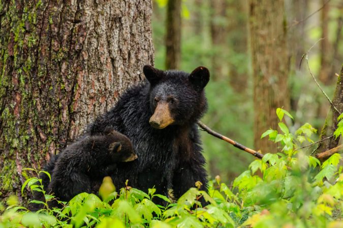 Black Bear Attacks Elderly Woman After Politicians Nix Proposed Hunting Season