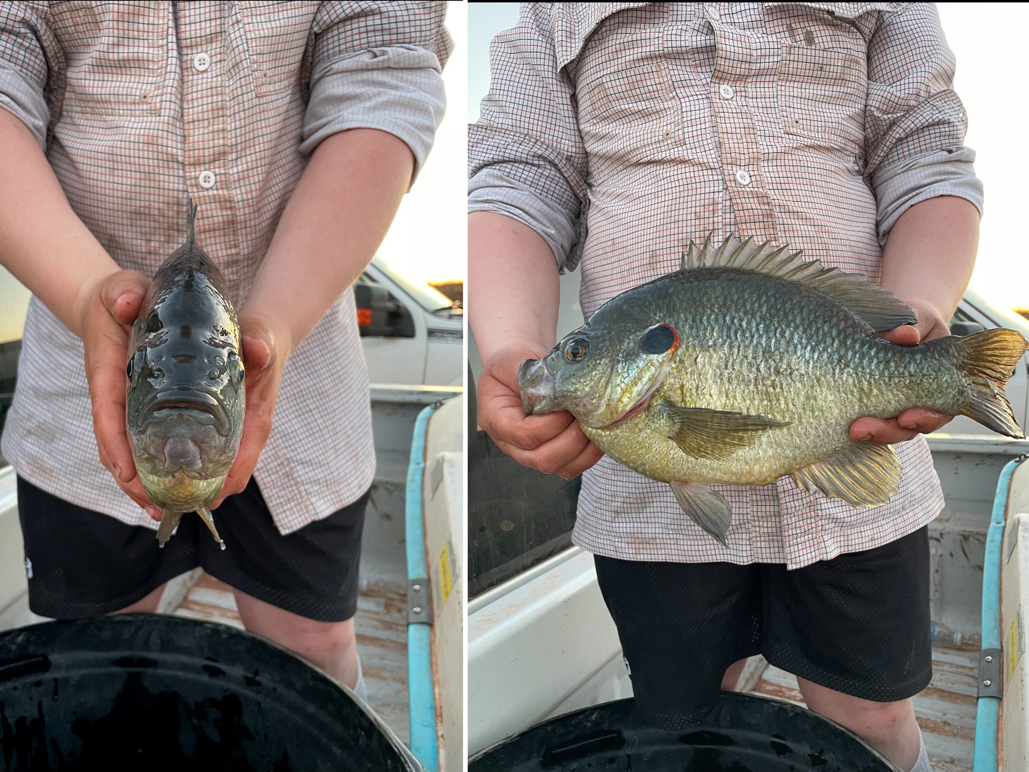 Teen Catches State-Record Sunfish from a Farm Pond