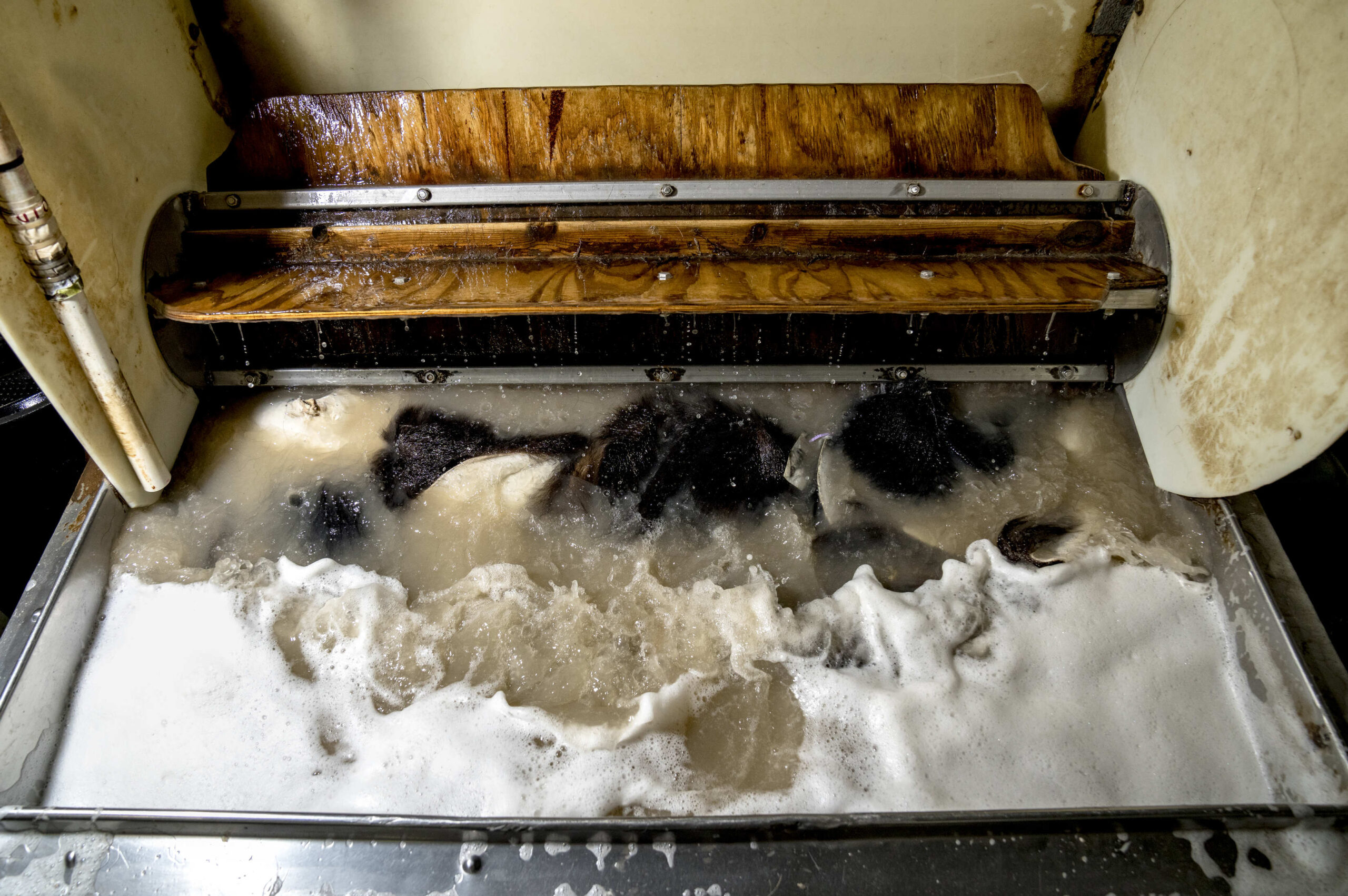 Bear hides getting washed at a tannery.