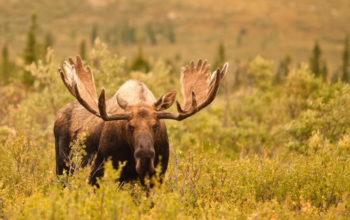 Alaska Man Faces 21 Felony Charges for Phony Moose Guiding Service