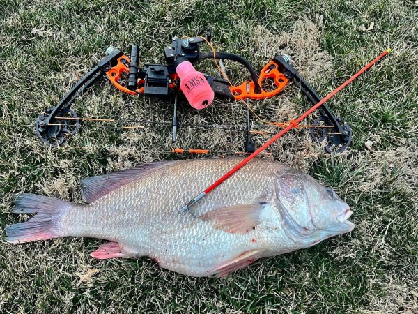 Bowfisherman Breaks Illinois State Record with a Big Freshwater Drum