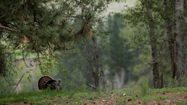 A Hunting Accident, a Wary Gobbler, and One Last Hunt
