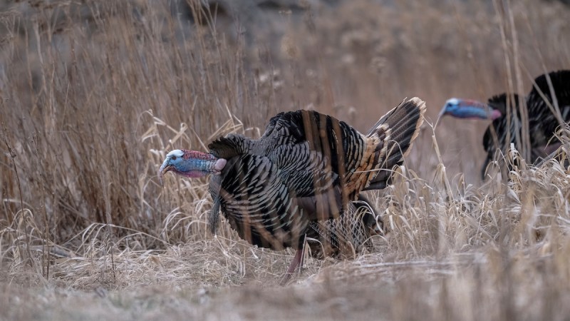 Turkey Population Declines in the Great Plains Lead to Canceled Seasons and Reduced Bag Limits