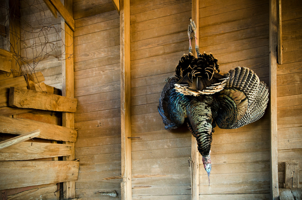 wild turkey hanging in barn