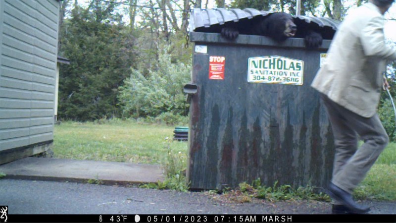Trail Camera Footage Shows Huge Dumpster Bear Scaring School Principal