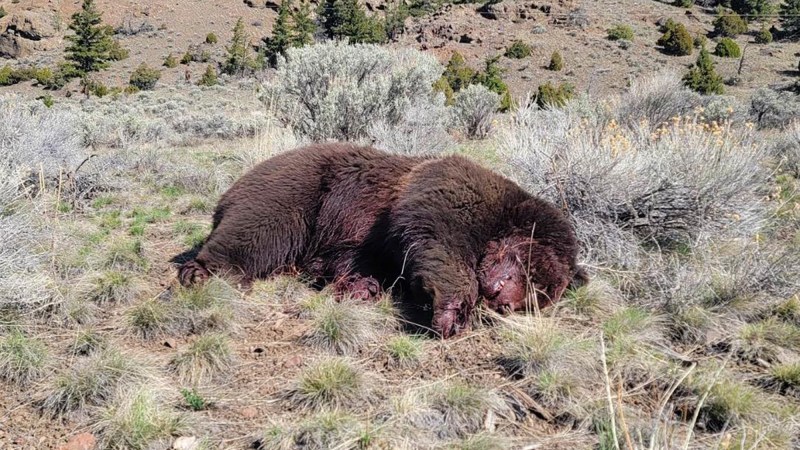 Yellowstone Grizzly Death Under Investigation as Possible Illegal Killing