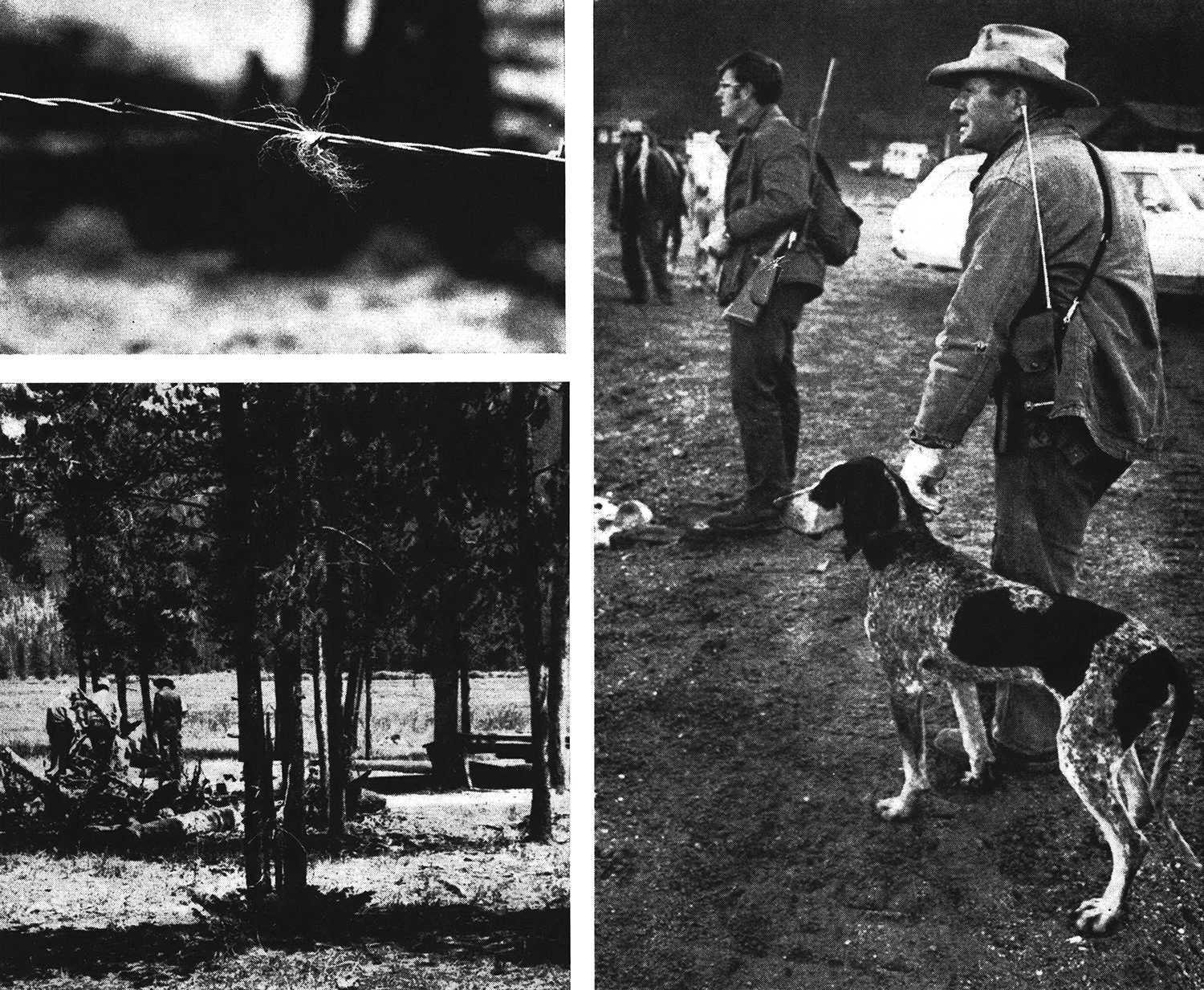 three old magazine photos: hair on barbed wire, men searching a small stand of trees, hunters and a dog