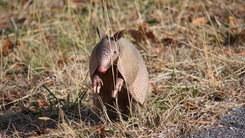 Is the Midwestern Armadillo Invasion Responsible for Turkey Population Declines?