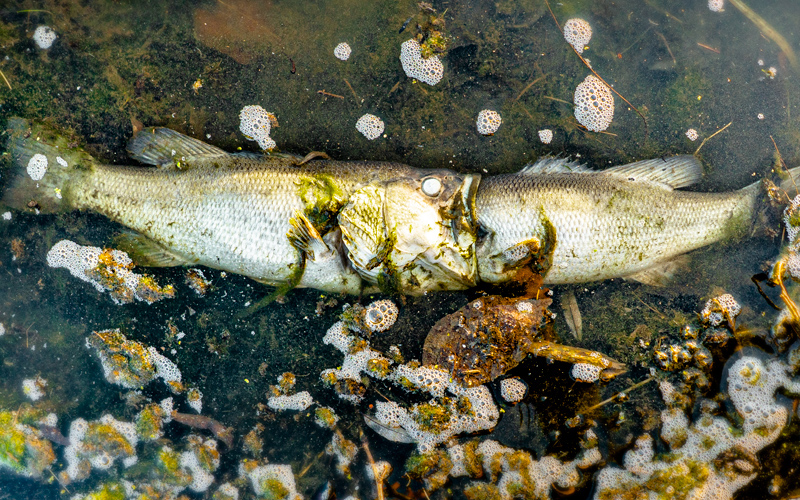 What Do Bass Eat? Outdoor Life