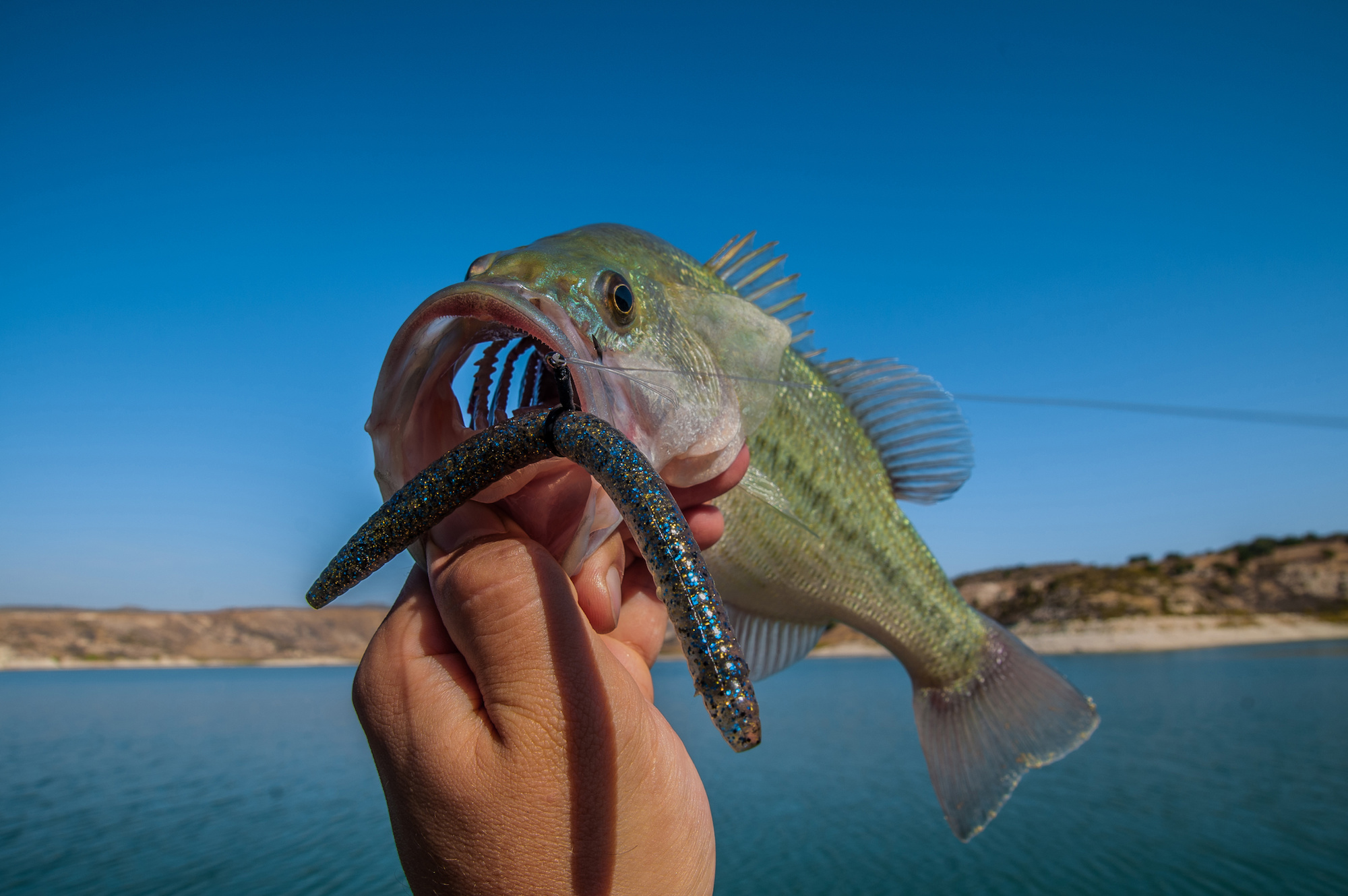 What Do Bass Eat? Outdoor Life