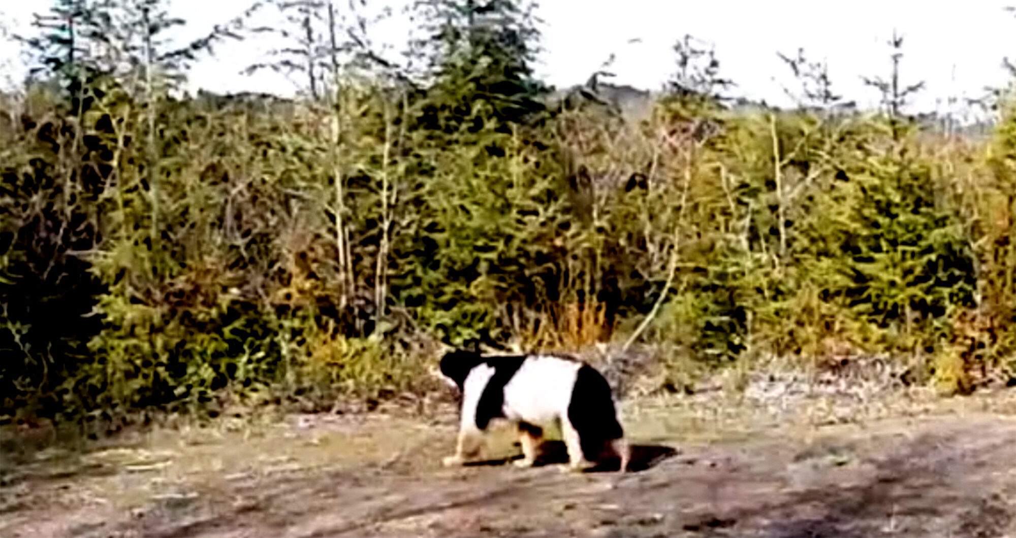 video piebald black bear