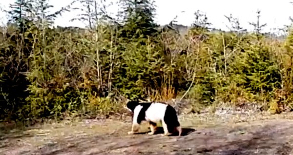 Watch: Piebald Black Bear Caught on Camera in Washington State