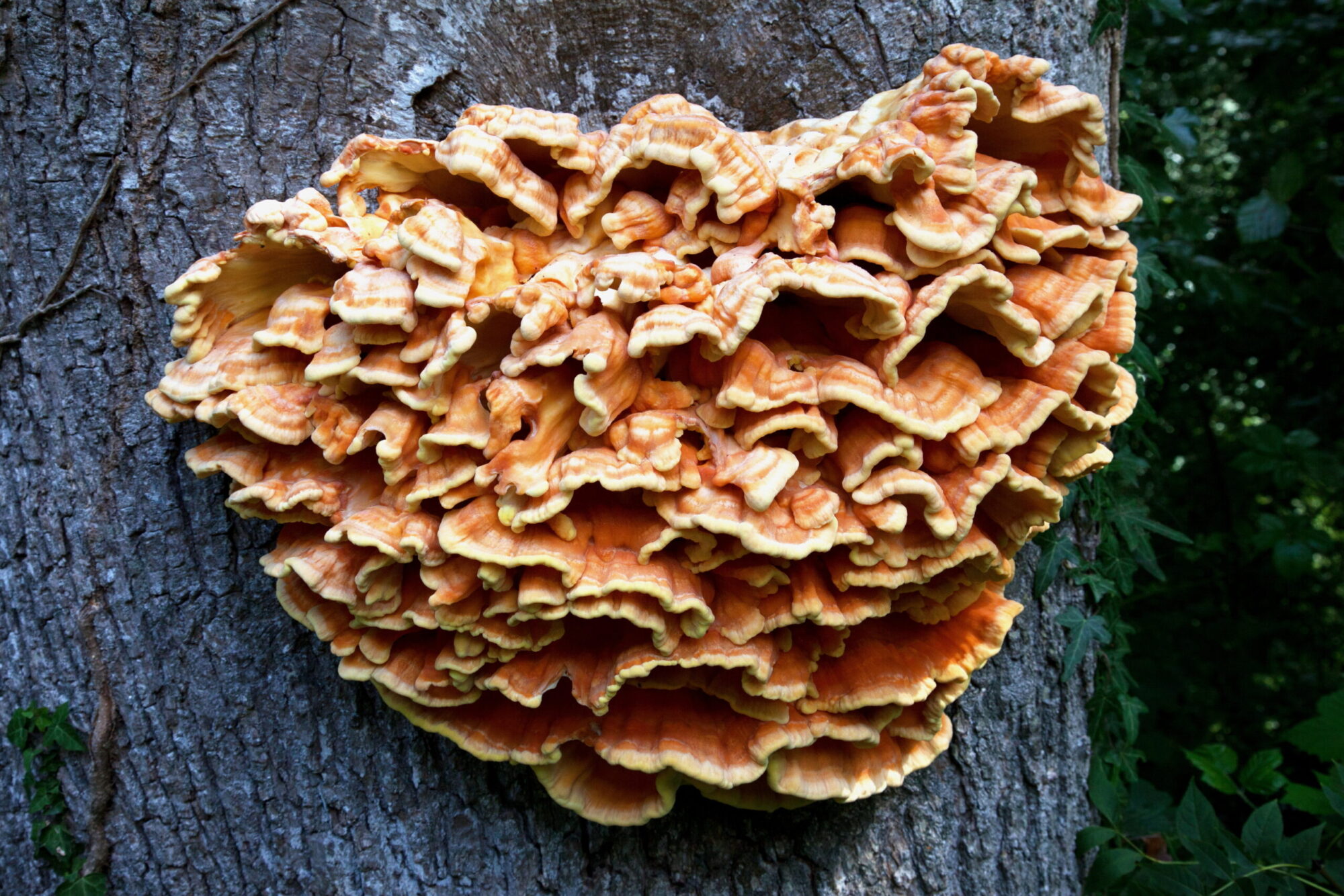 chicken of the woods cluster