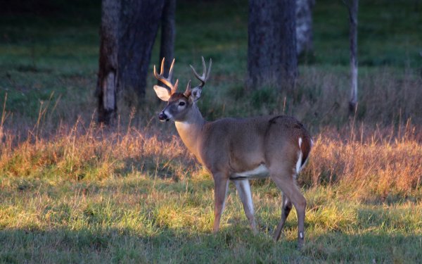 Kentucky Sues Hunter for Bringing CWD-Positive Deer Head Into the State