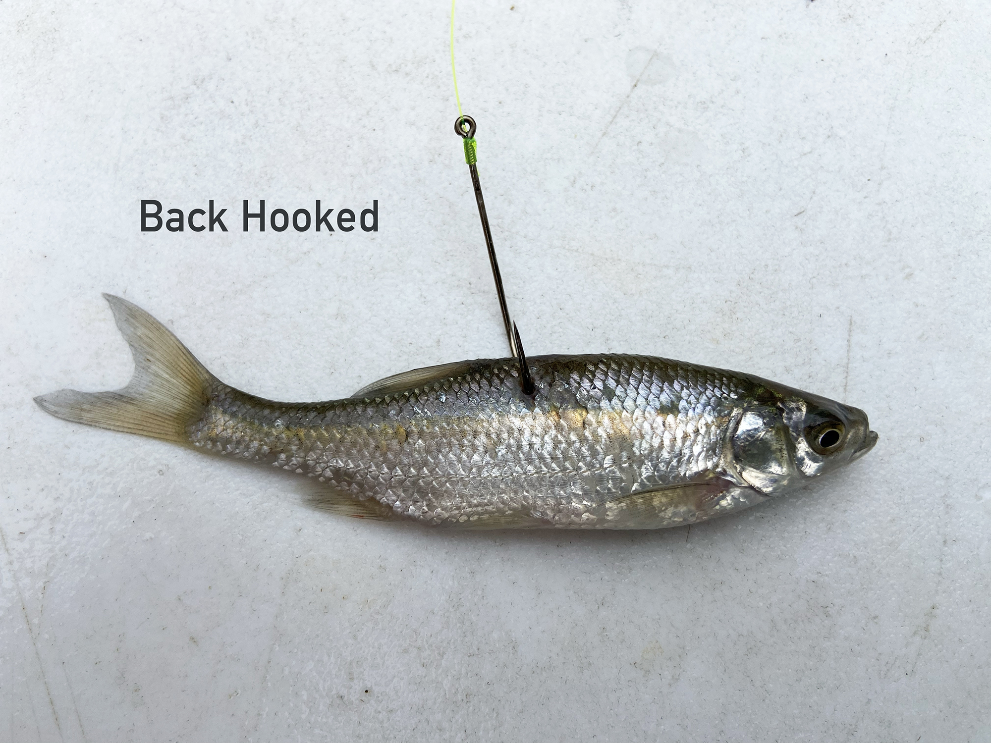 How to Hook a Shiner