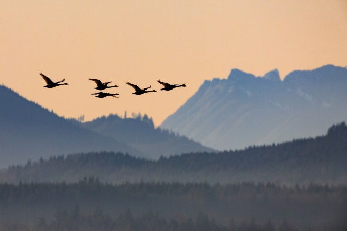 Some Hunters Target Trumpeter Swans. Utah Wants to Stop It Before All Swan Hunting Gets Shut Down