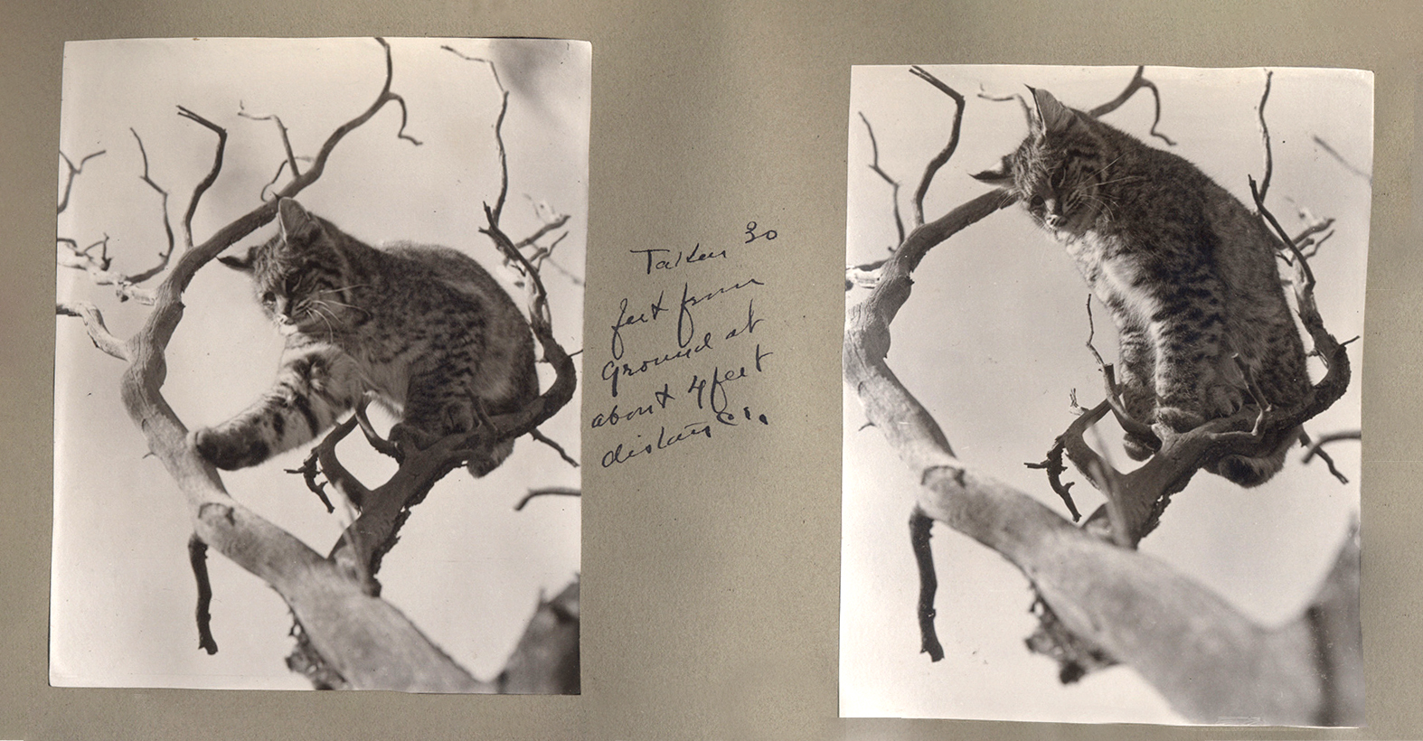 historical photos of bobcat in tree