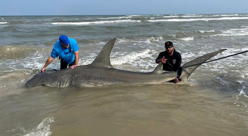 Texas Anglers Reel in Half-Ton Hammerhead Shark from the Beach
