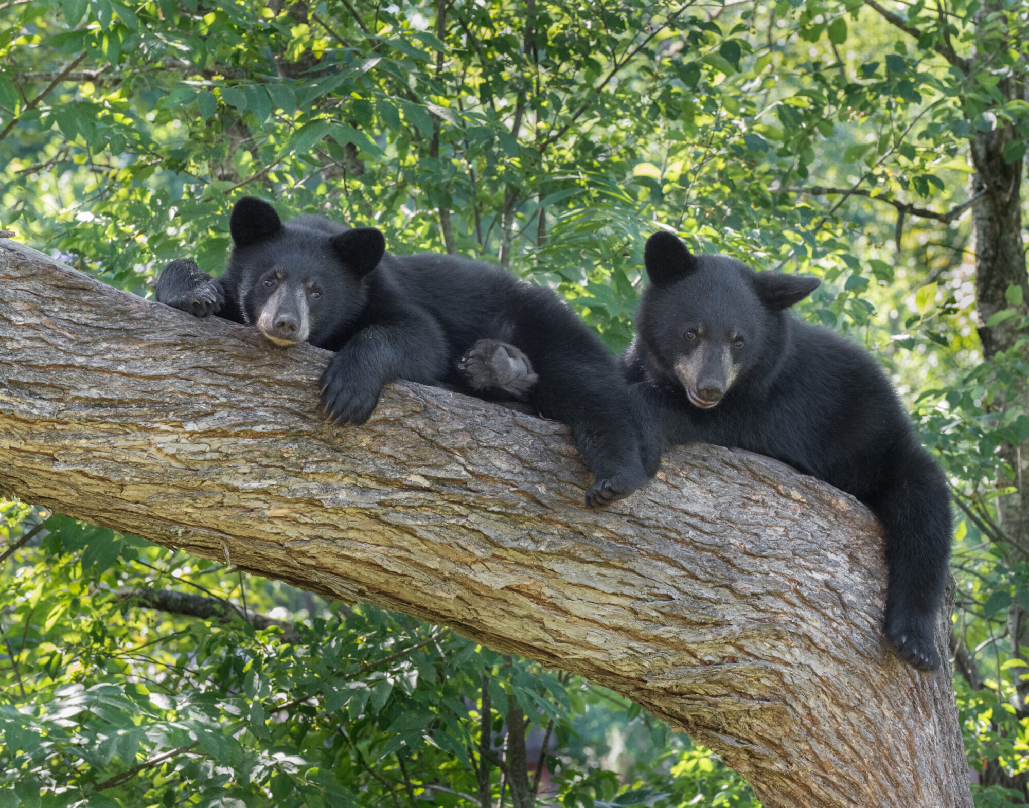 poachers kill black bear cubs