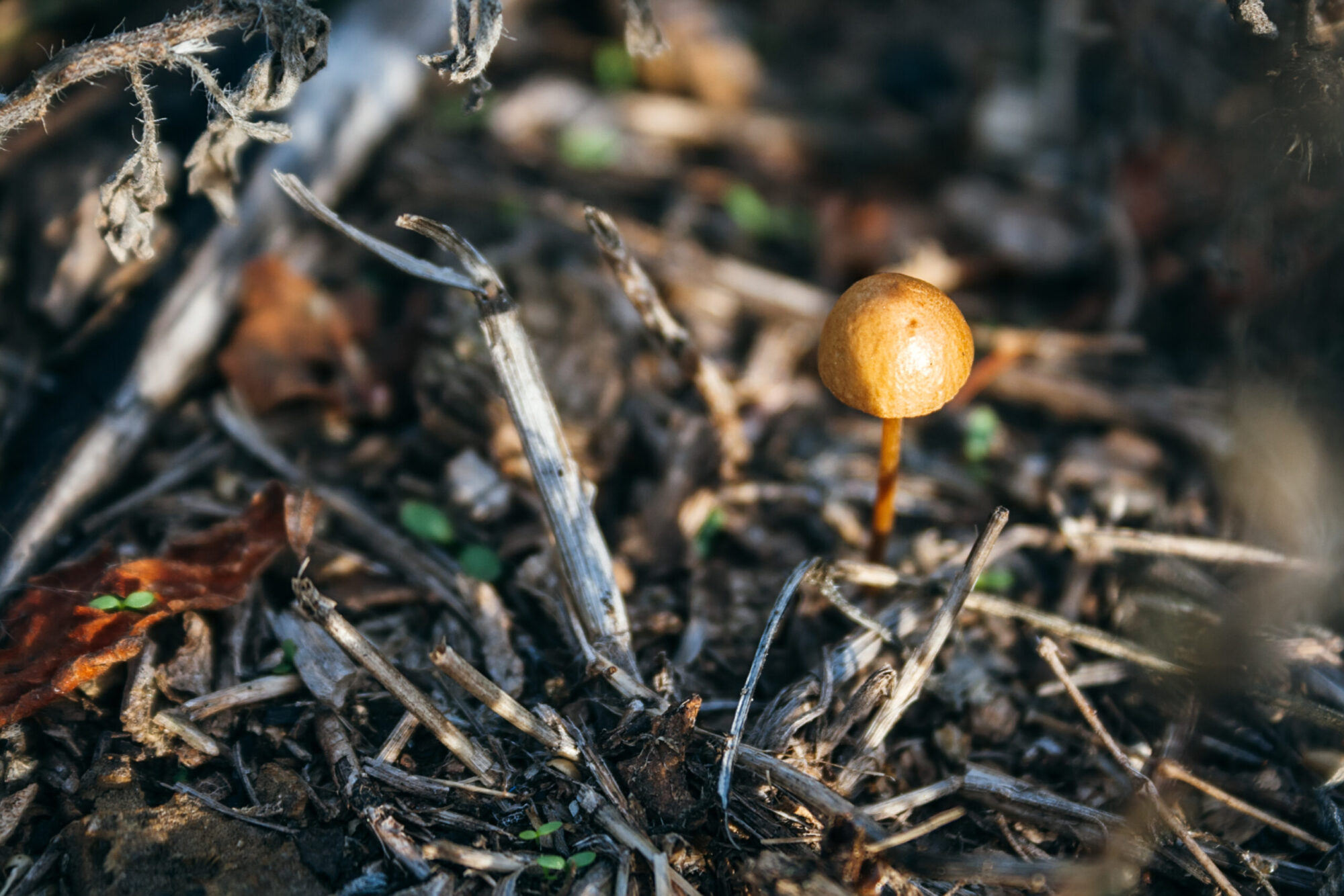 little brown mushroom in woods