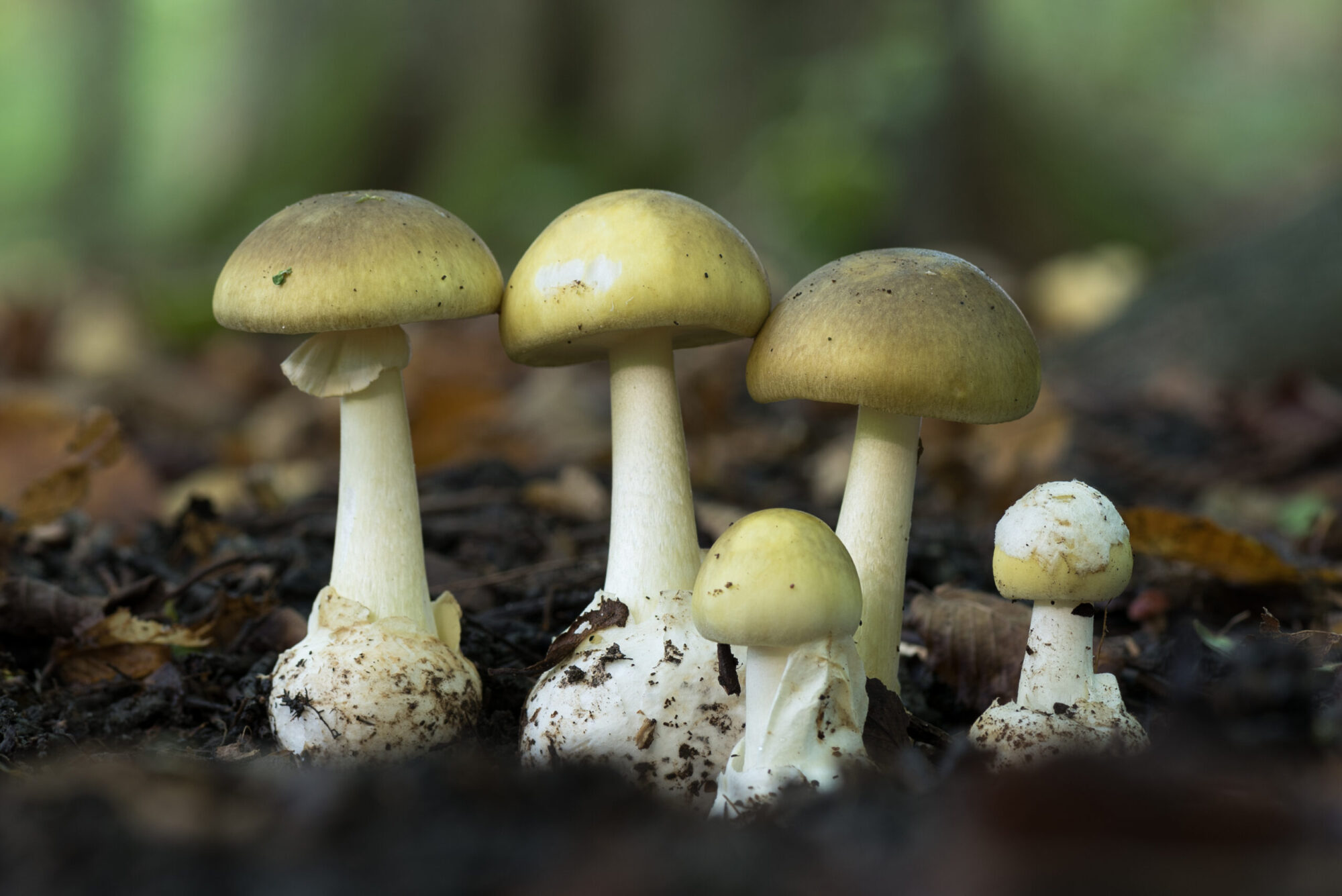 young death cap mushrooms