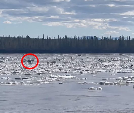 Video: Caribou Catch a Ride on Flowing River Ice