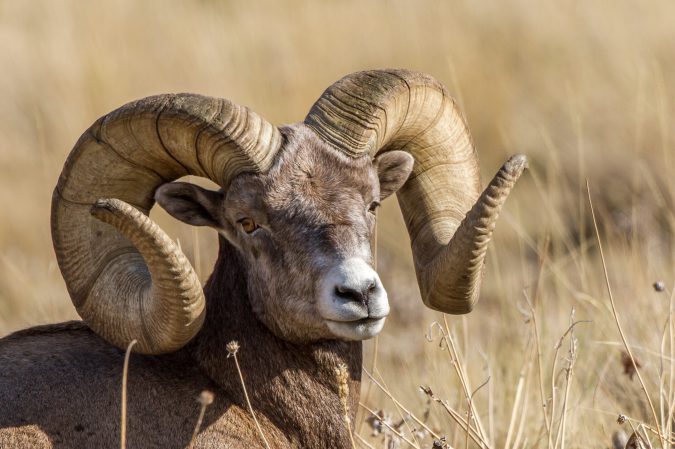 64 Hunters Drew Montana Sheep and Moose Tags in Error, 7 Get to Keep Them Anyway