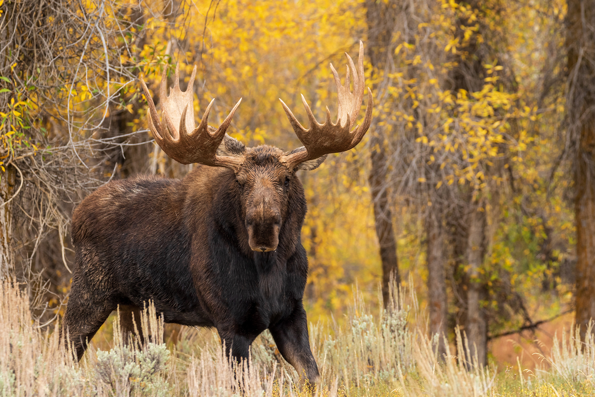 A bull moose in Montana.