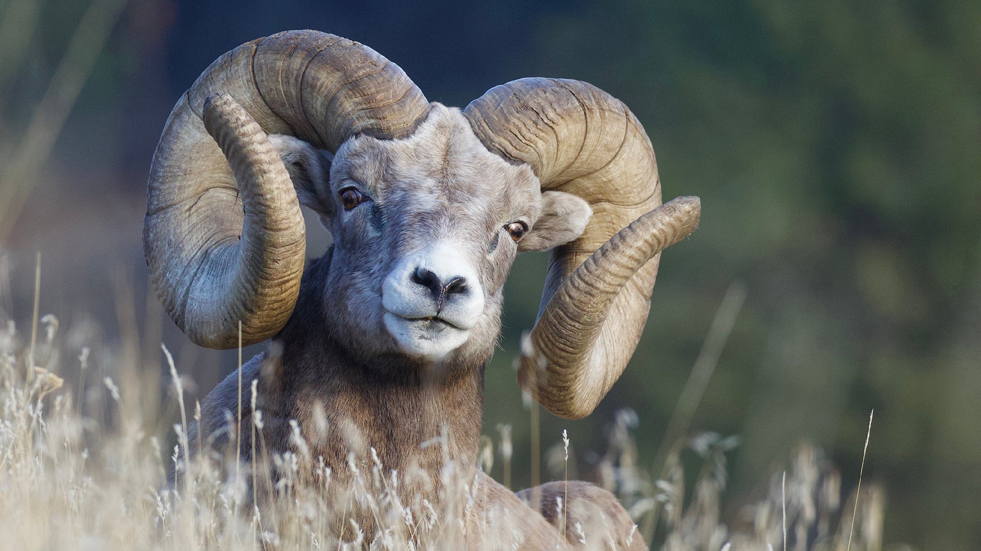 bighorn sheep