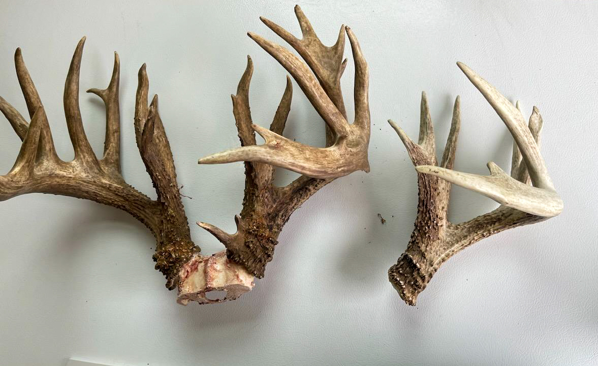 A shed antler compared to a larger rack.
