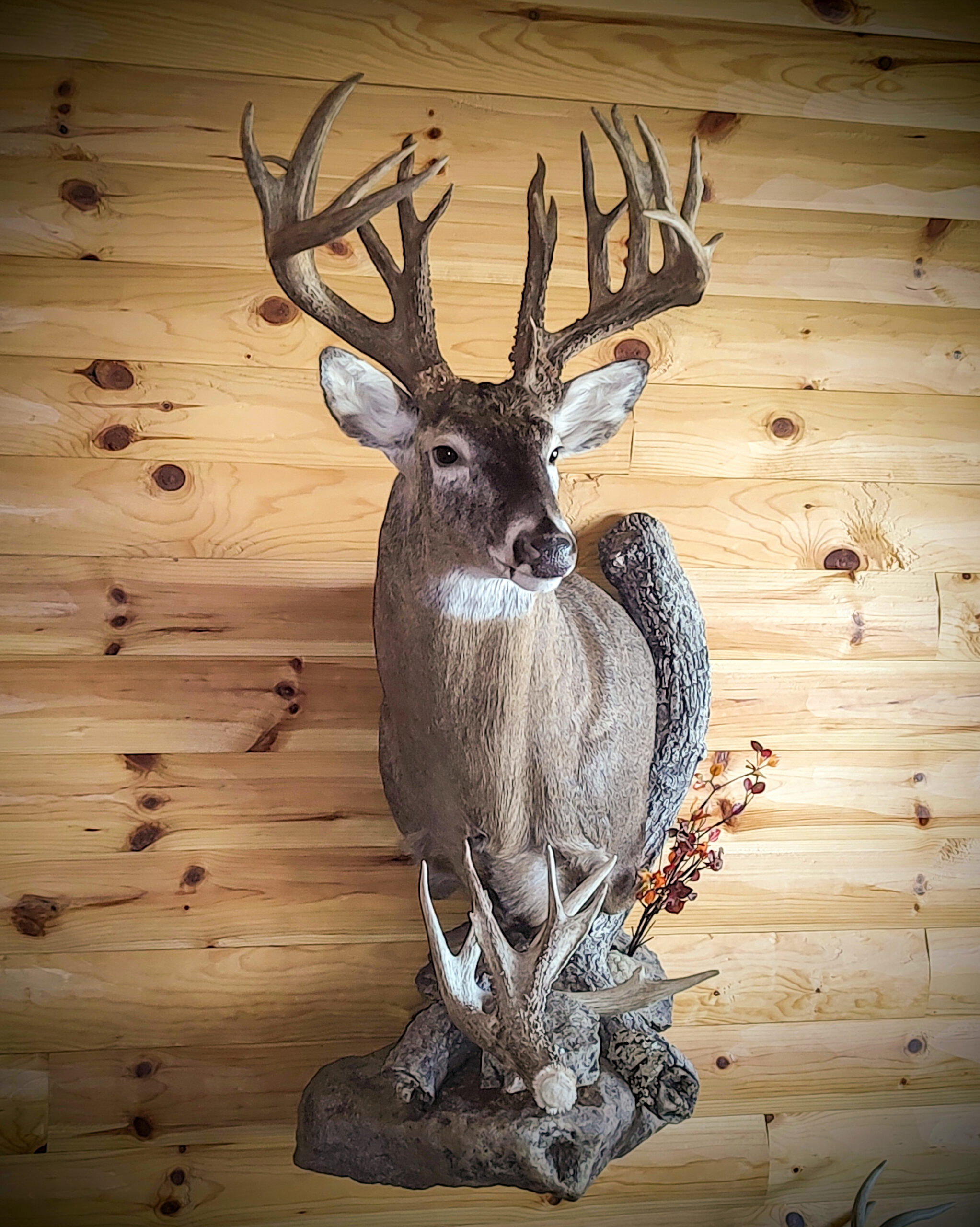 A buck shoulder mount on a wooden wall.