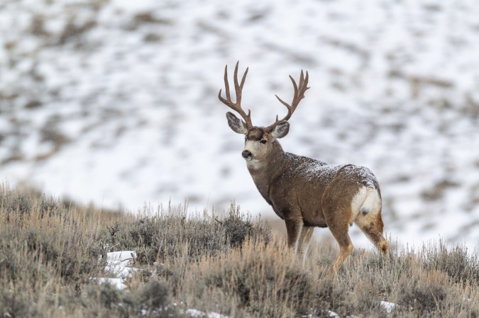 These States in the West and Great Plains Severely Cut Deer Tags This Year