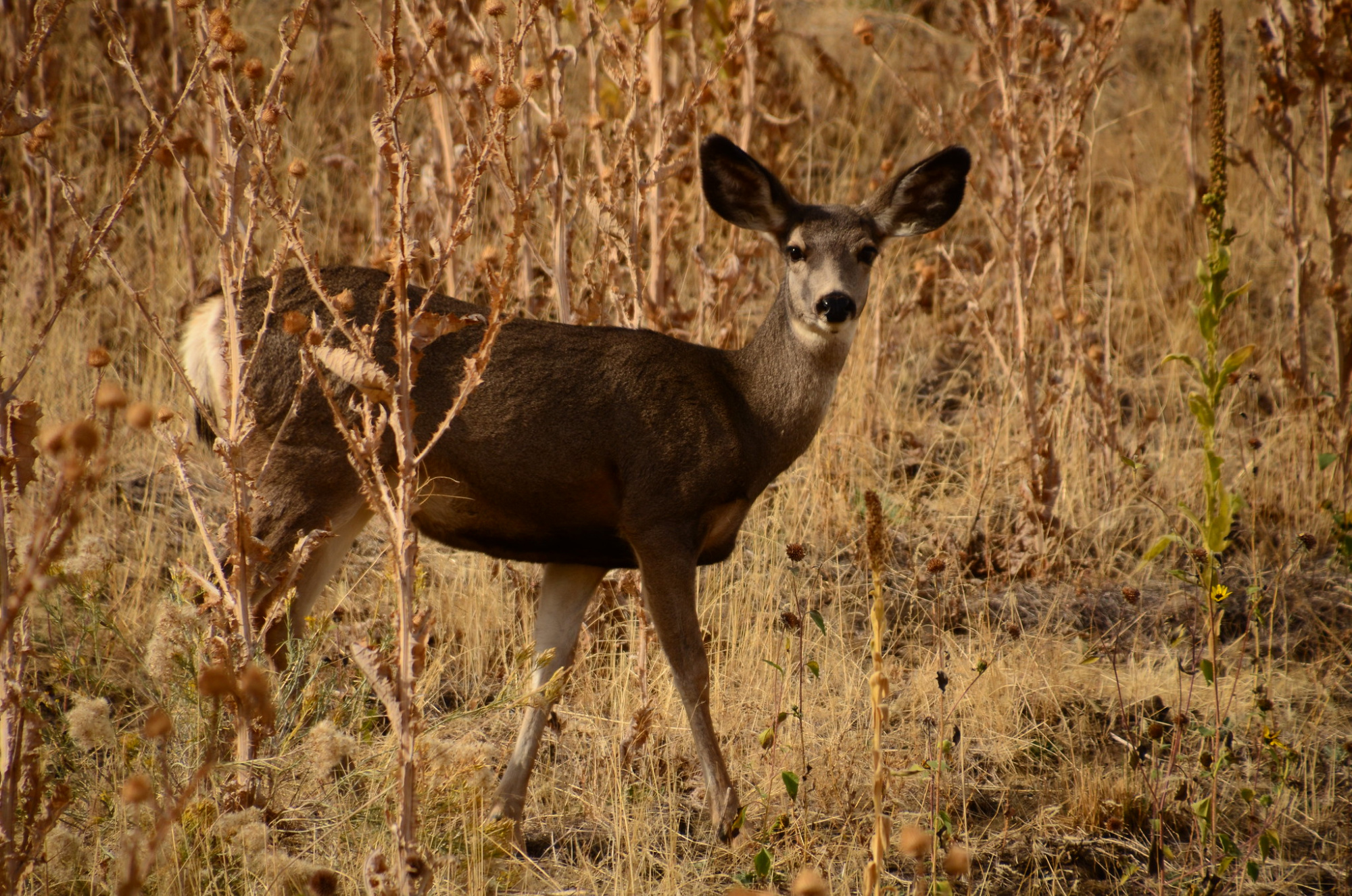 nebraska deer tag cuts