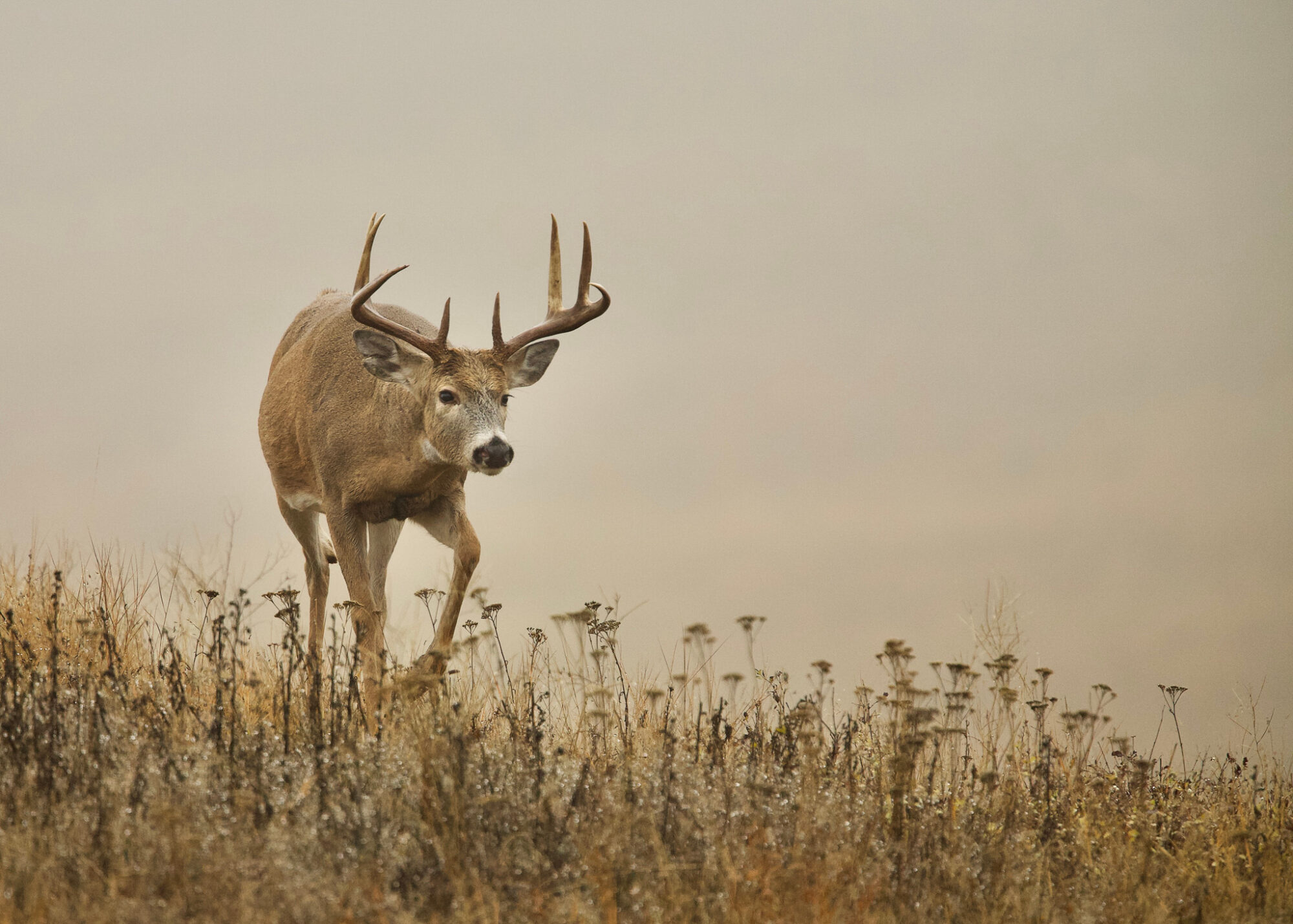 whitetail buck in grasses