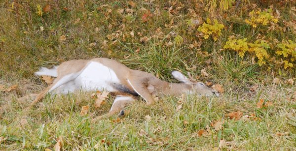 6 Suspects Busted After Poaching Nearly 200 Deer “Just for Fun”