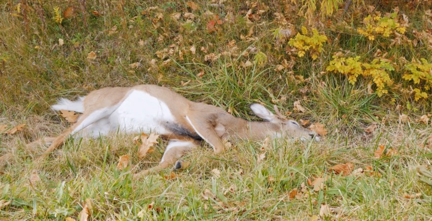 6 Suspects Busted After Poaching Nearly 200 Deer "Just for Fun"
