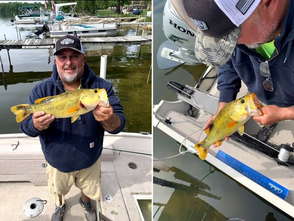 Rare Golden Largemouth Bass Caught from Michigan Lake