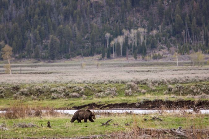 Collared Grizzly Bear Illegally Shot and Killed in Montana