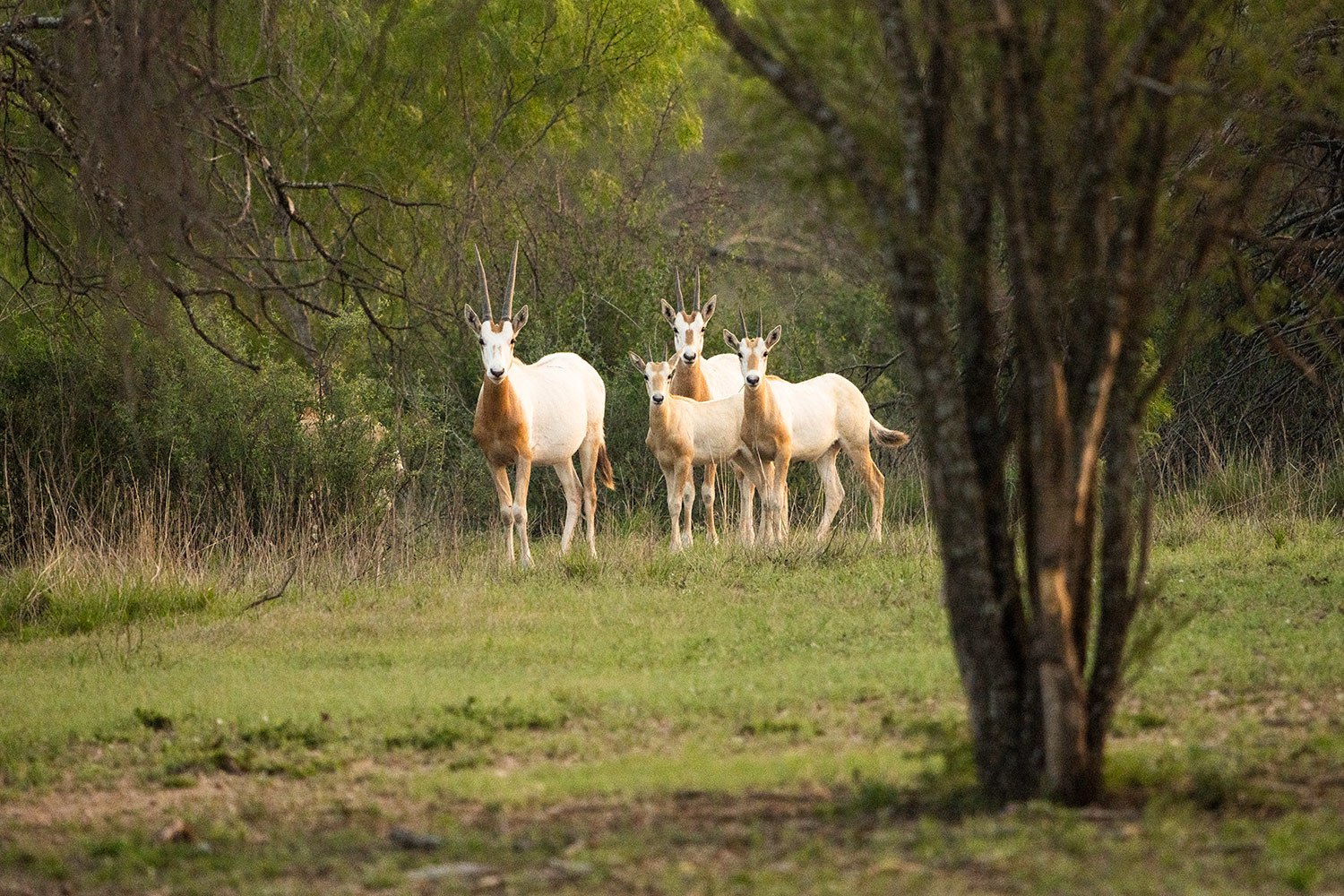 Texas Is the Jurassic Park of Exotic Wildlife | Outdoor Life