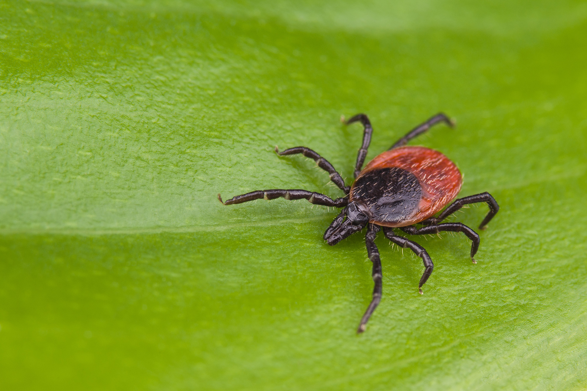 Types of Ticks Outdoor Life