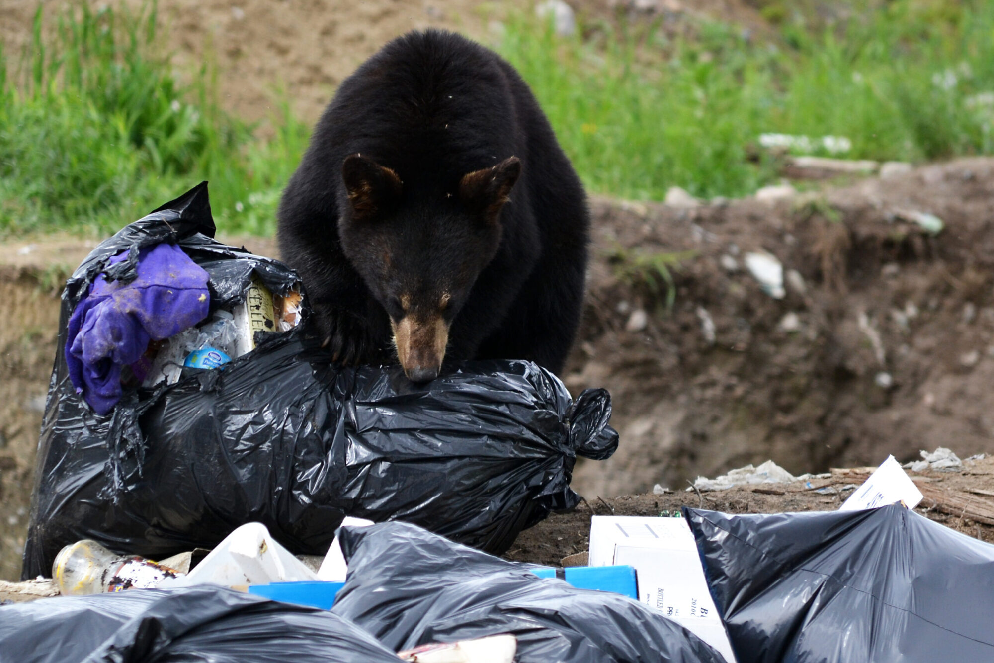 black bear in garbage