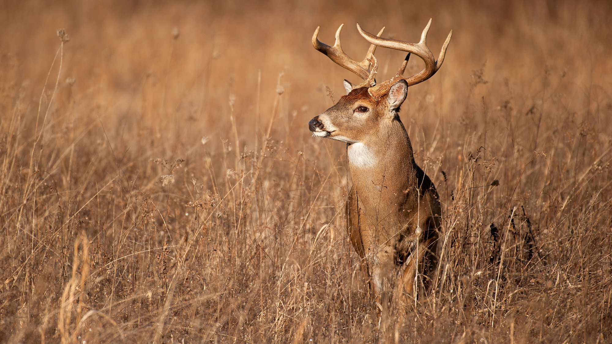 American Prairie purchases land next to tribe, waterfowl preserve