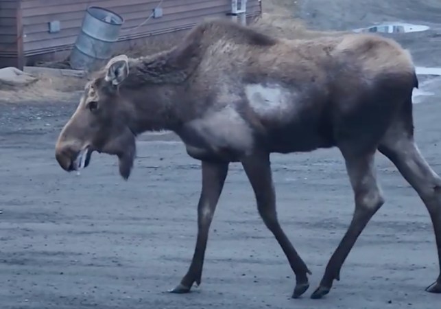 first rabid moose in alaska