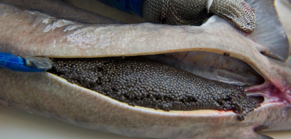 sturgeon caviar poaching