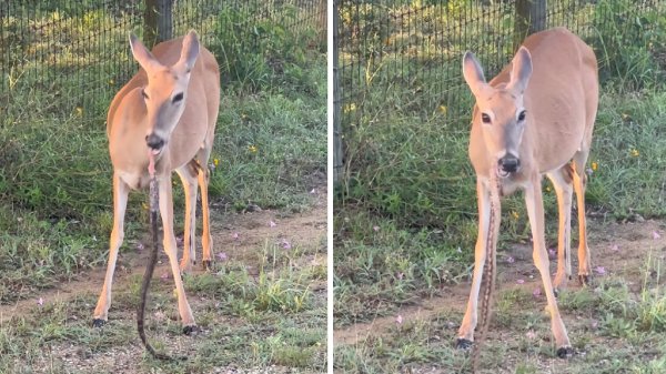 Watch: Rare Footage Shows a Deer Eating a Snake