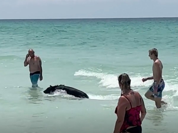 Watch: Black Bear Swims in the Ocean with Unconcerned Beachgoers