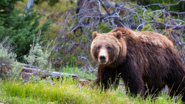 Black Bear Hunter Kills Charging Grizzly in Montana Backcountry
